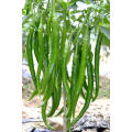 Suntoday Asian vegetable plant seed green online pepper chilli seeds